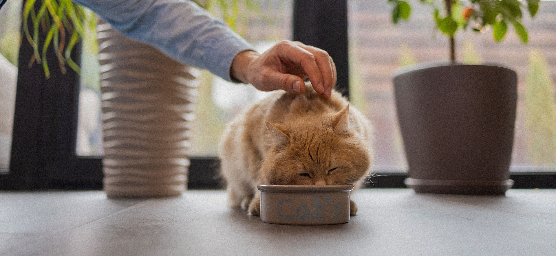 por que darle alimento humedo a tu gato